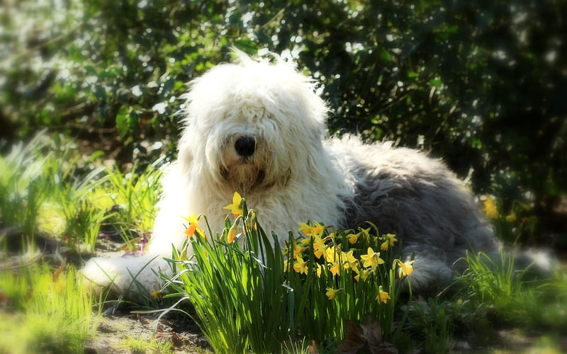 Old English Sheepdog, pets, funny dog, shaggy dog, dogs, Old English Sheepdog Dog, HD wallpaper