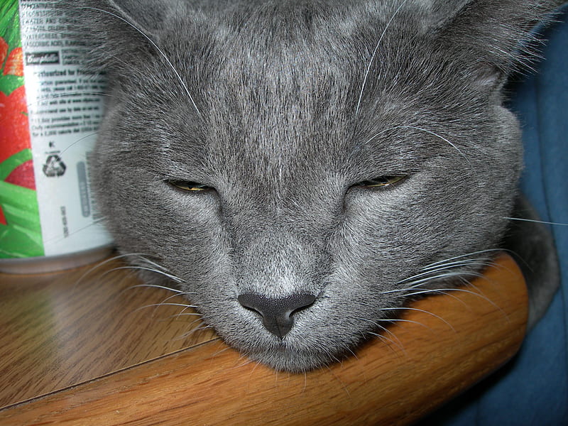 Baby Gray trying to snooze, baby gray, cat, gray, snoozing, HD wallpaper