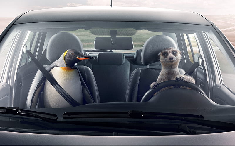 Meerkat and penguin, meerkat, add, volkswagen, car, penguin, funny, commercial, HD wallpaper