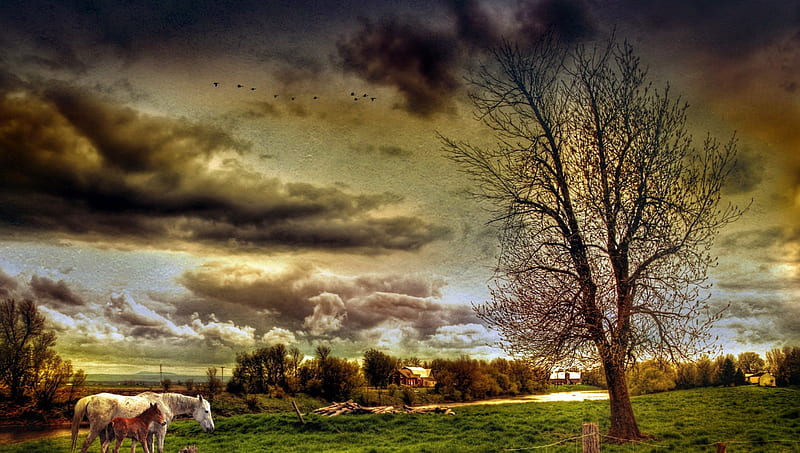horses in a wonderful rural scene, farm, pastures, birds, clouds, horses, HD wallpaper