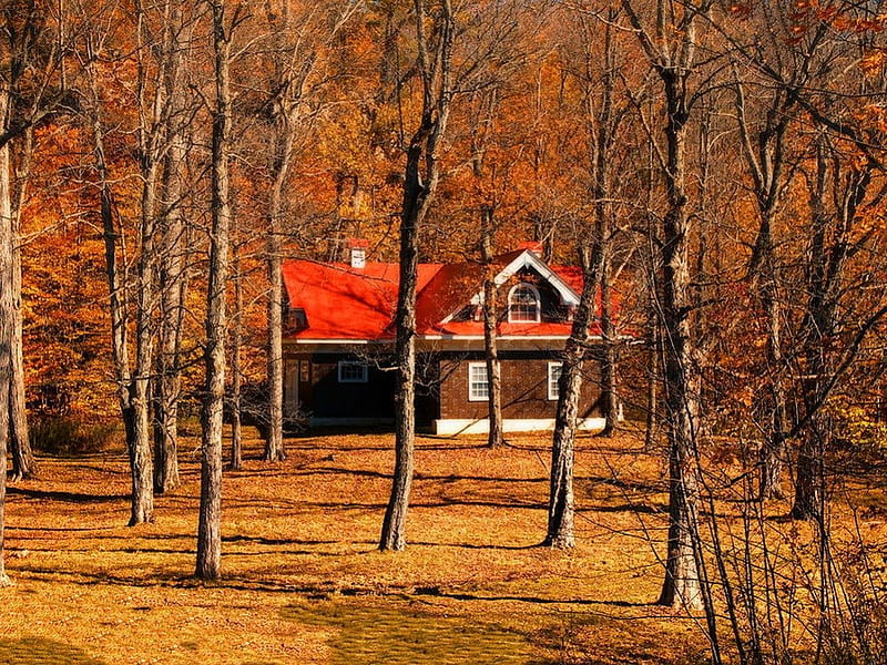 Secluded cottage in autumn forest, fall, red, autumn, hut, house, cottage, falling, cabin, carpet, foliage, leaves, calm, season, quiet, roof, golden, place, secluded, trees, serenity, nature, HD wallpaper