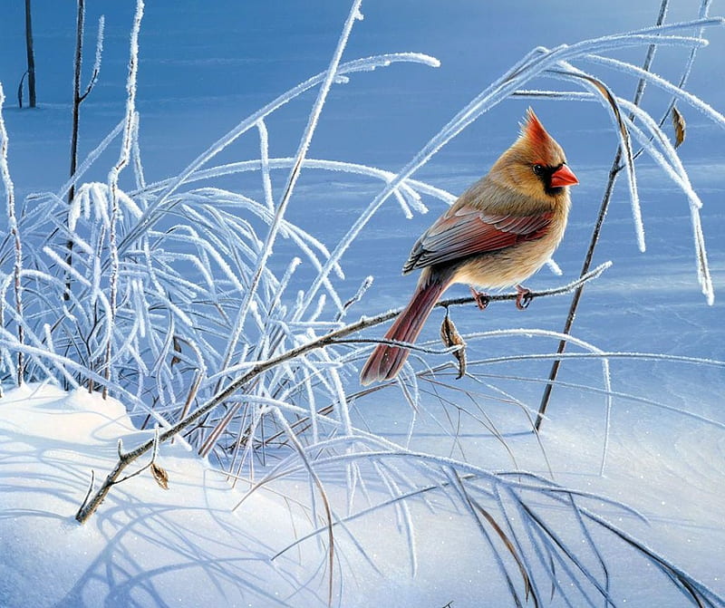 Snow Song, twigs, bird, painting, artwork, cardinal, HD wallpaper