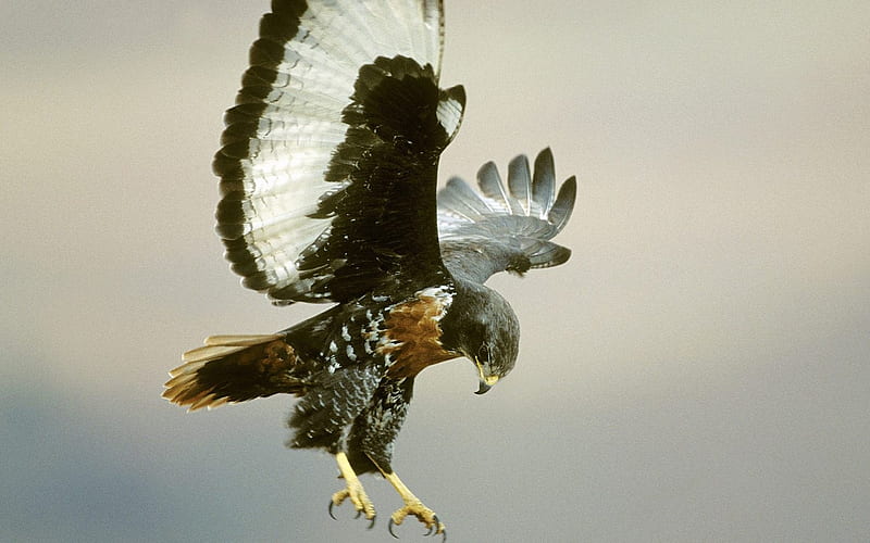 dark brown eagle, HD wallpaper