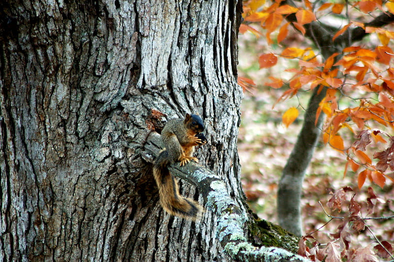 Feasting Squirrel, critters, squirrel, feasting, animals, HD wallpaper