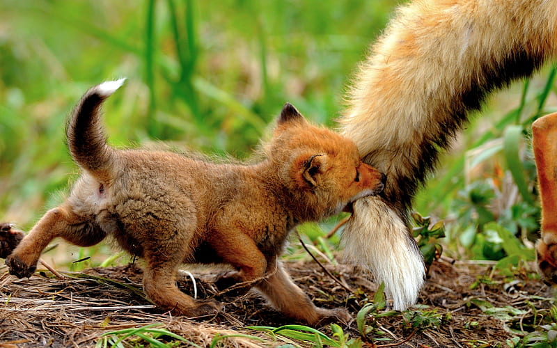 SLOW DOWN,MAMA!, cute, fox, bite, tail, pup, pull, HD wallpaper
