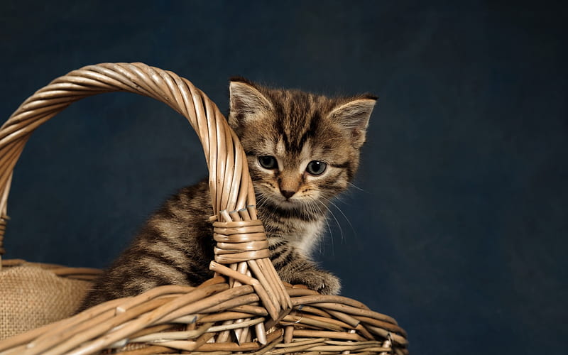 small gray kitten, basket, pets, small cat, HD wallpaper