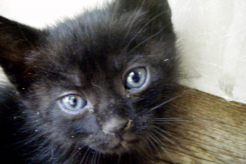 Fillet Cleo, black, bonito, kitten, cats, animals, HD wallpaper