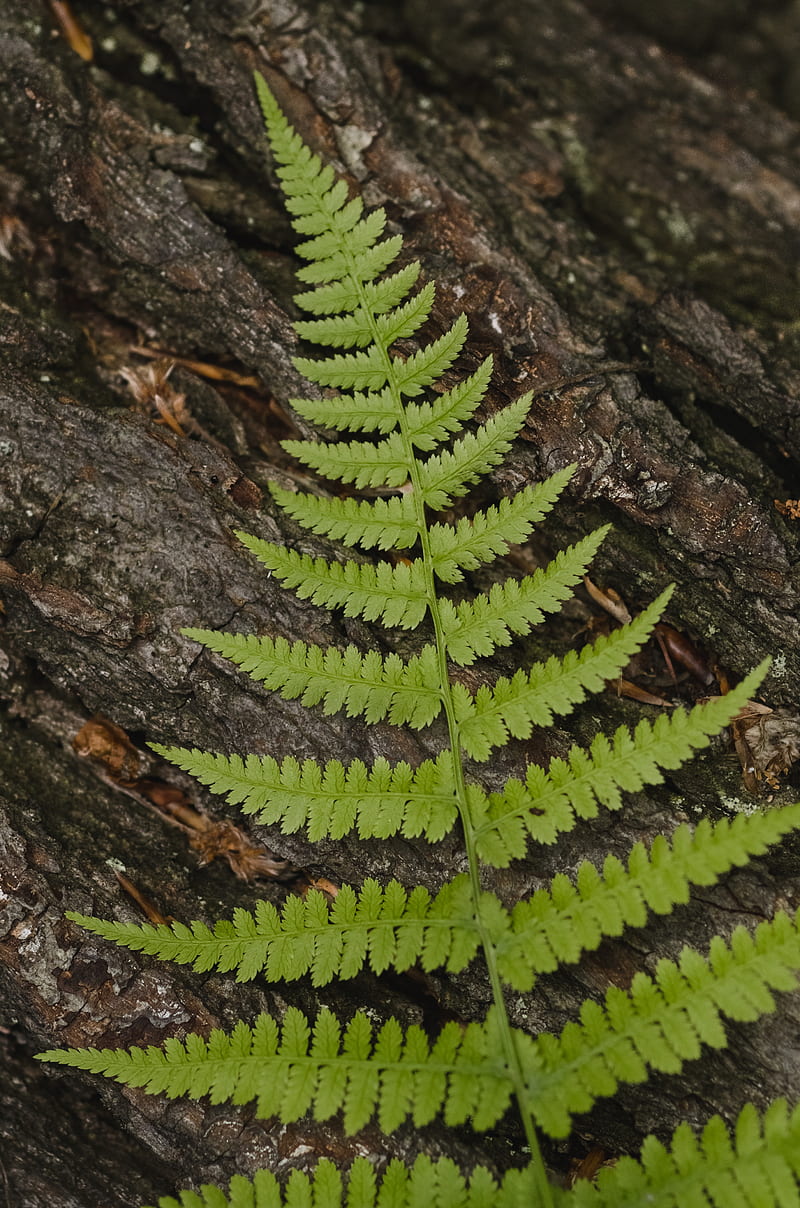 fern, leaf, bark, macro, HD phone wallpaper