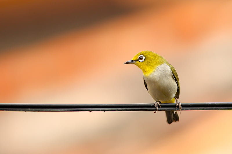 macro shot of green and white bird on black electrical cable, HD wallpaper