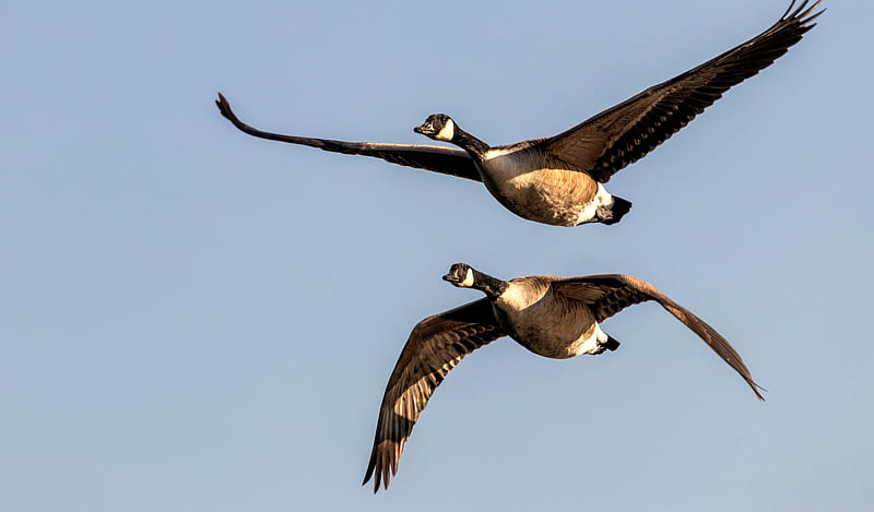Canada Geese, birds, geese, sky, flight, HD wallpaper