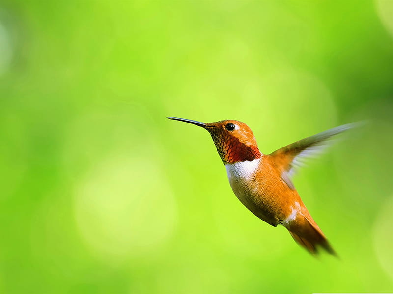 hummingbird-birds, HD wallpaper
