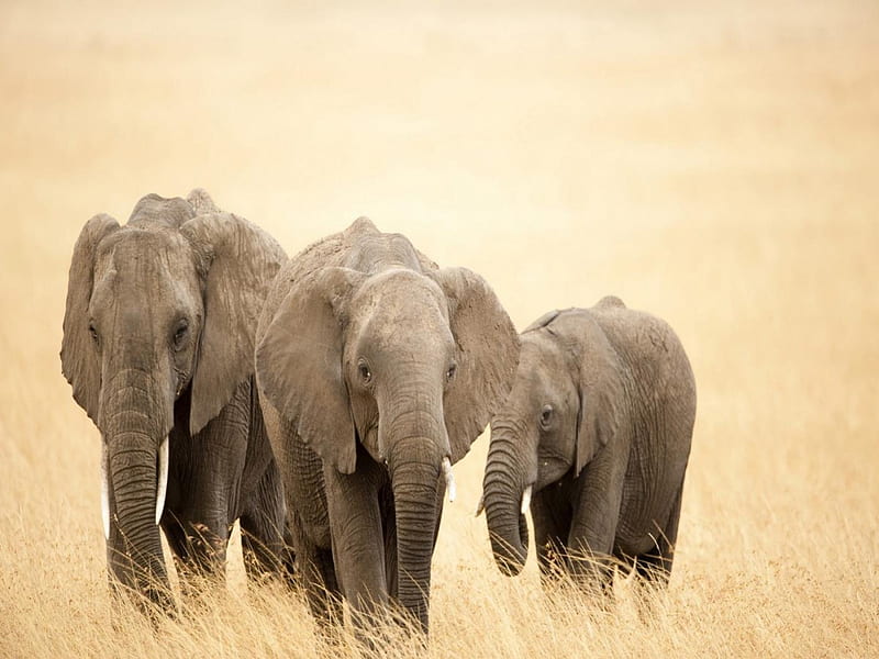 elephants, large, wild, african, gris, trunks, HD wallpaper