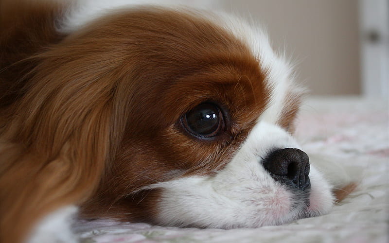 Cavalier King Charles Spaniel, little cute puppy, sadness concepts, cute animals, pets, dog breeds, HD wallpaper