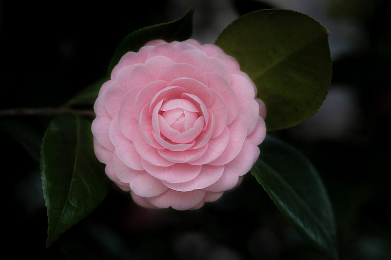 selective focus graphy of pink Camellia flower in bloom, HD wallpaper