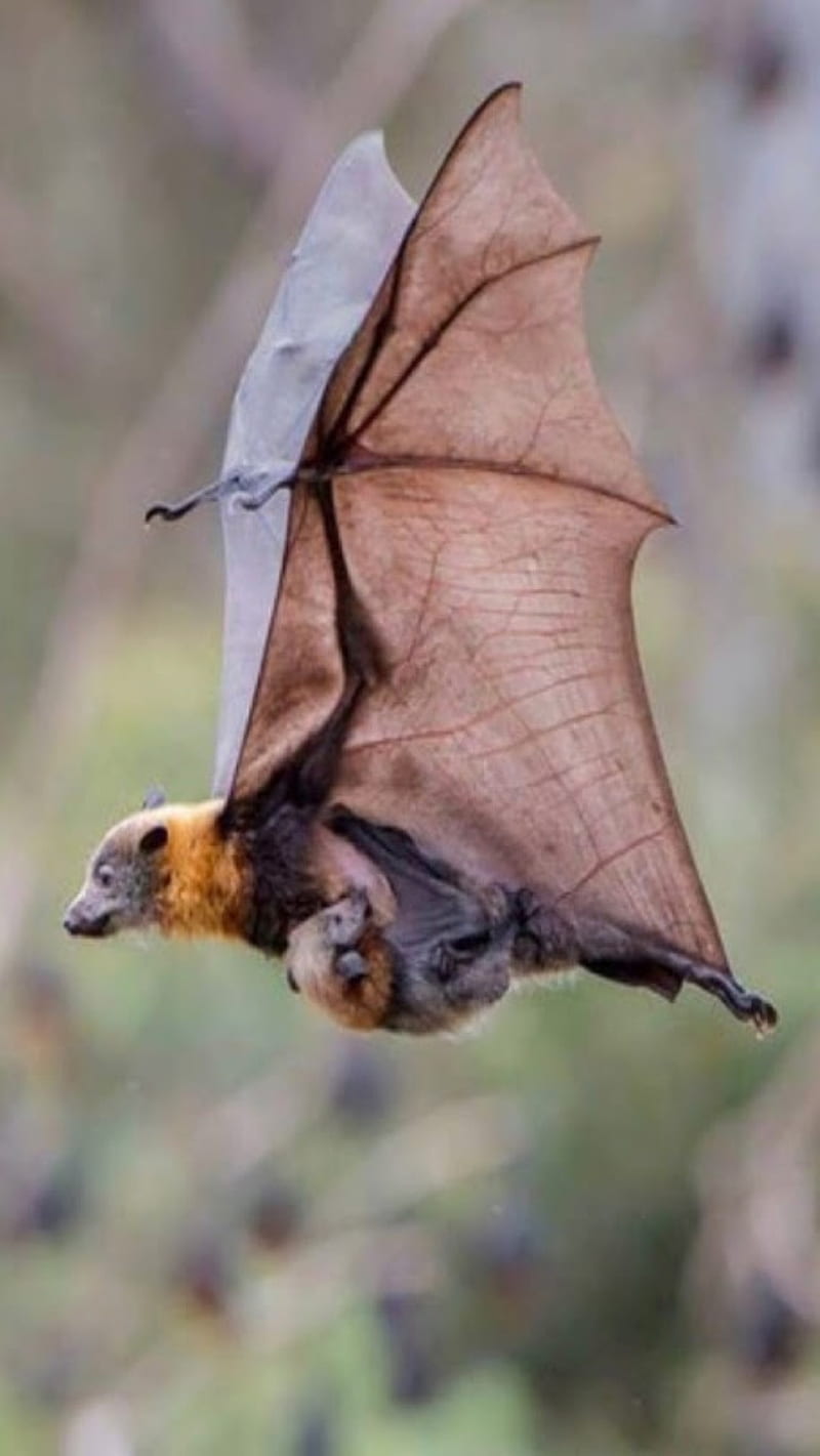 mother bat, young bat, HD phone wallpaper