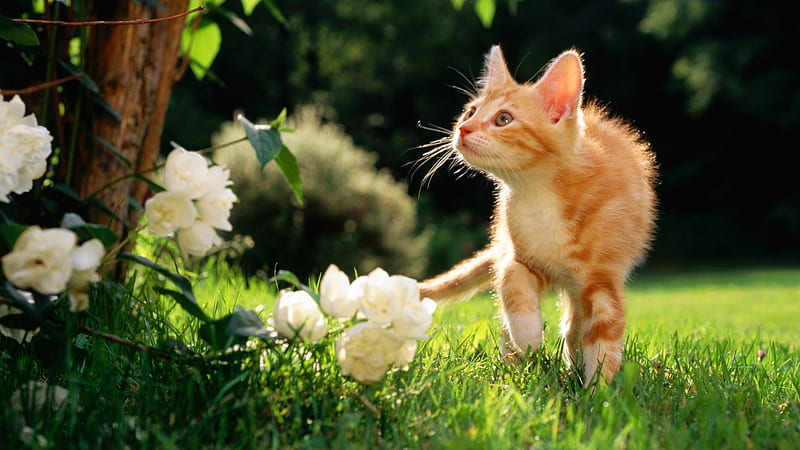 Kitten on the prowl, feline, grass, flowers, kitten, yard, HD wallpaper
