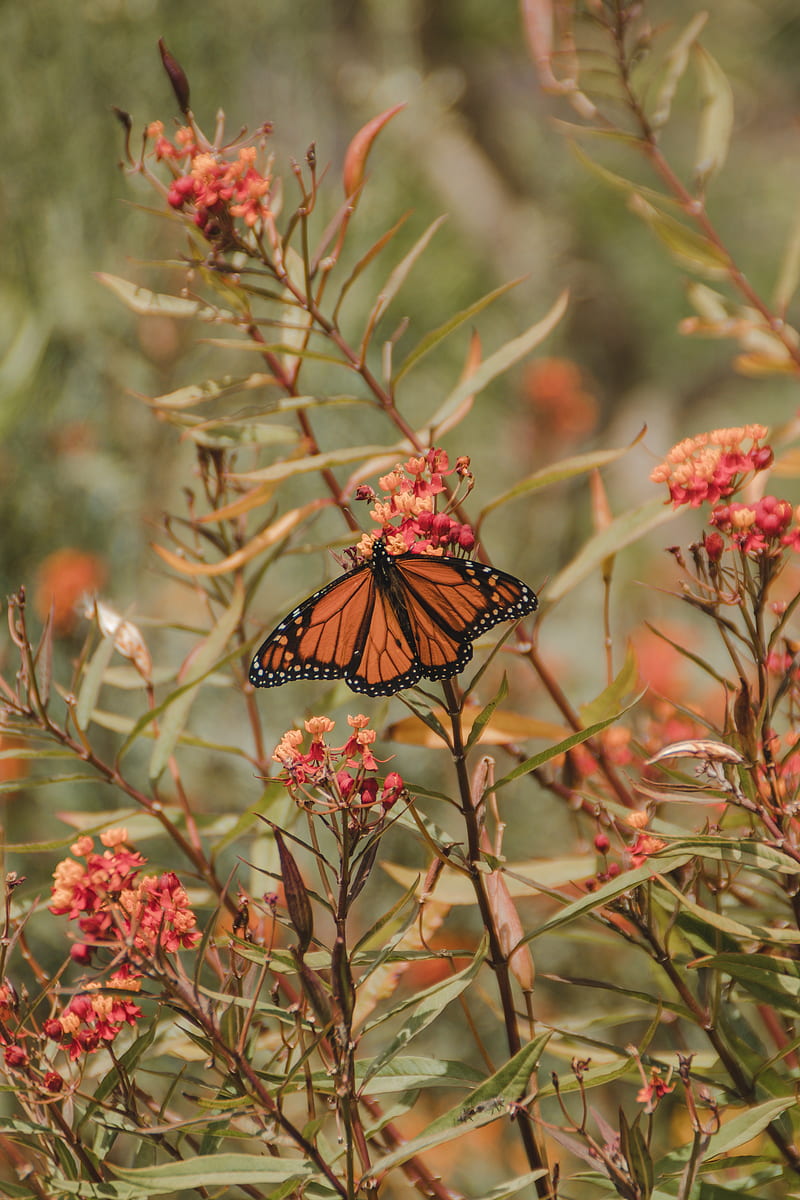 monarch butterfly, butterfly, insect, wings, flower, plants, HD phone wallpaper