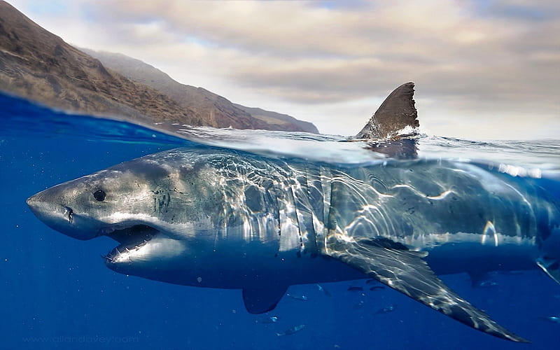 white shark, predator, underwater world, sharks, HD wallpaper