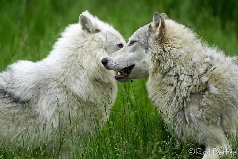 friends, friendship, quotes, pack, dog, lobo, arctic, black, abstract, winter, timber, snow, wolf , wolfrunning, wolf, white, lone wolf, howling, wild animal black, howl, canine, wolf pack, solitude, gris, the pack, mythical, majestic, wisdom beautiful, spirit, canis lupus, grey wolf, nature, wolves, wisdom, HD wallpaper