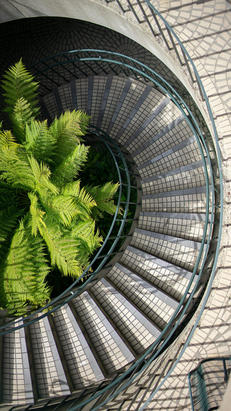 stairs, steps, railings, fern, HD phone wallpaper
