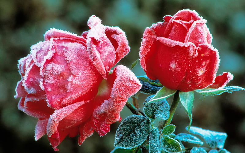Frozen roses, leaves, snow, flowers, scent, petals, bonito, roses, frost, HD wallpaper