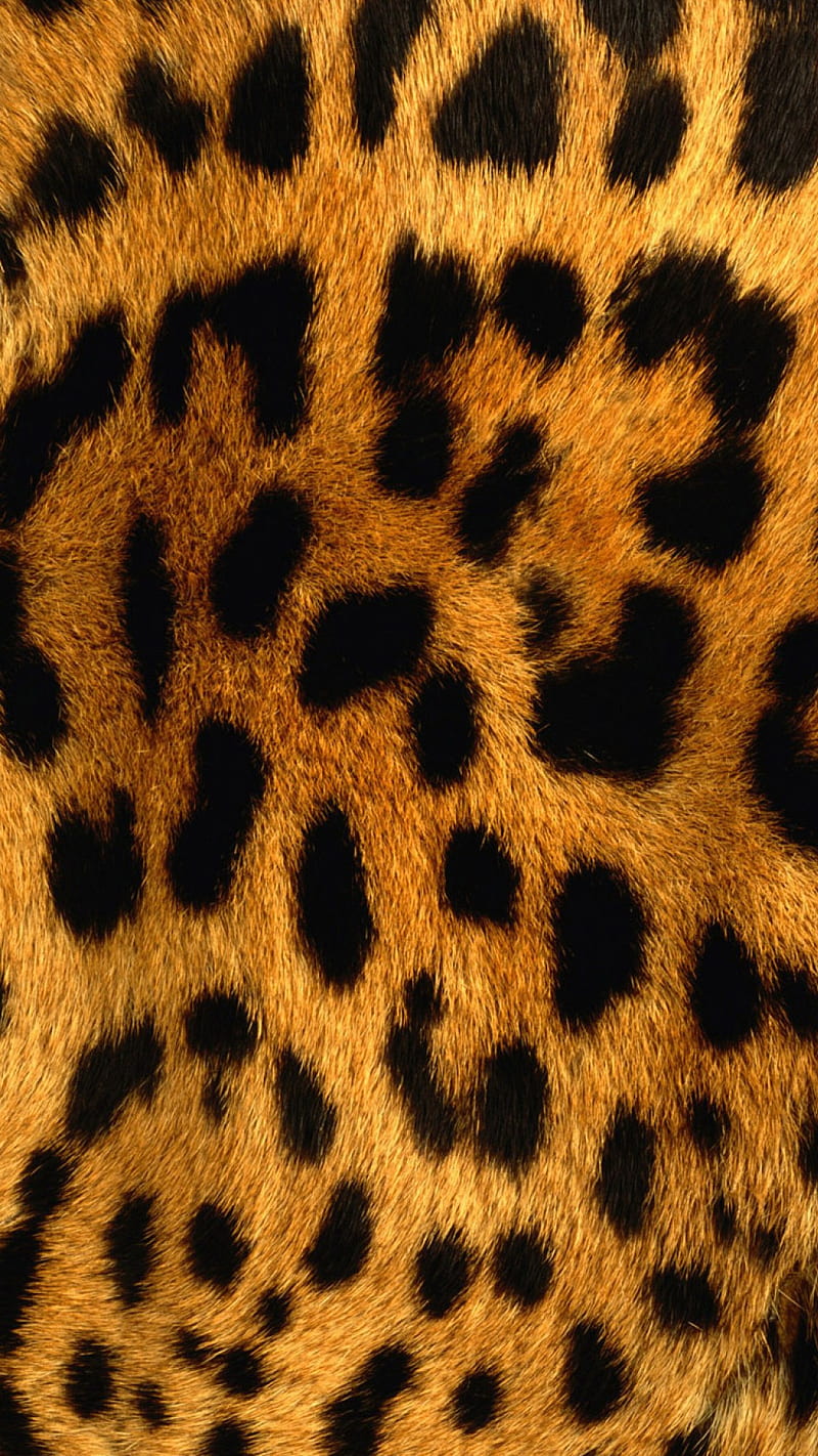 Leopard, big cat, cat, leopard print, supreme, swag, tiger, HD phone  wallpaper | Peakpx