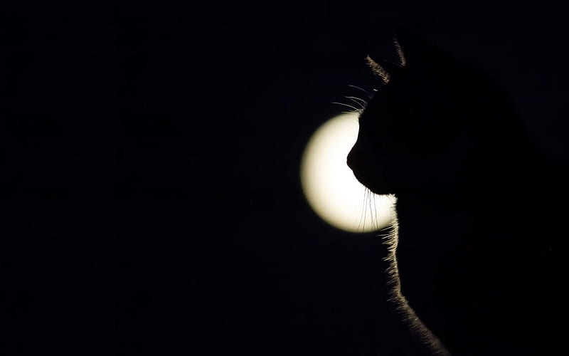 Shadow, moon, black, cat, silhouette, animal, moon, bw, white, pisica, night, HD wallpaper
