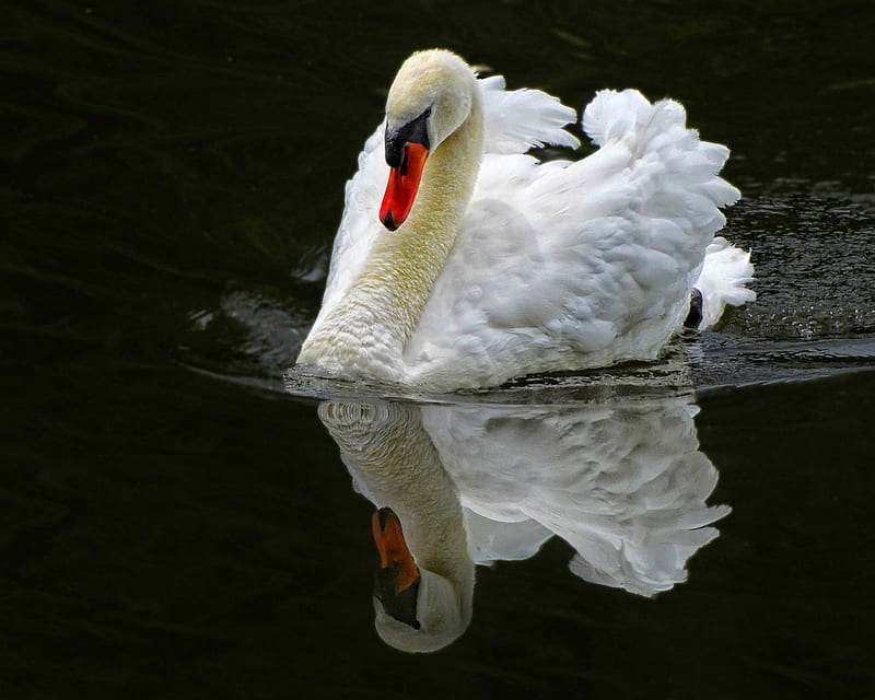 duck, water, lovely, reflection, white, swan, HD wallpaper