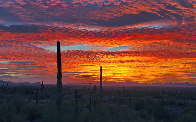 Sunset in the Sonoran Desert of Southern Arizona, landscape, usa, colors, cactus, sky, clouds, HD wallpaper