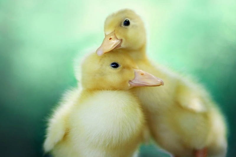 Ducklings, cute, duck, bird, HD wallpaper