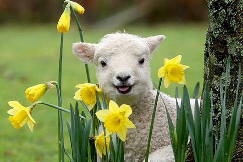 Smell the Flower, sheep, daffodils, flowers, lamb, spring, animals, HD wallpaper