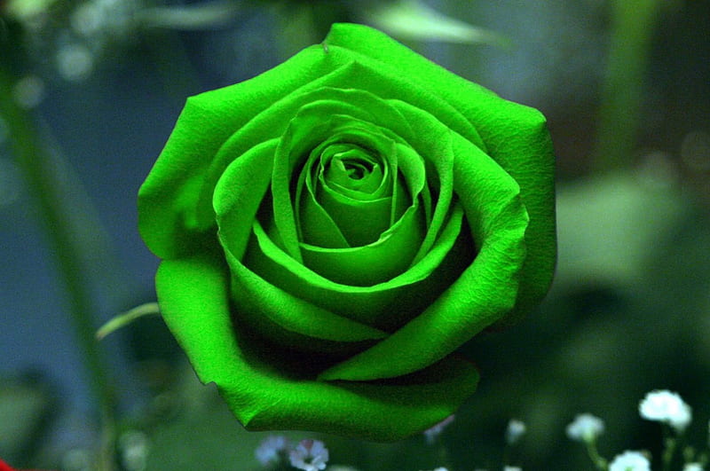 ღ Unusu@l LOVE ღ, green, rose, flowers, garden, nature, bonito, unusual, HD wallpaper