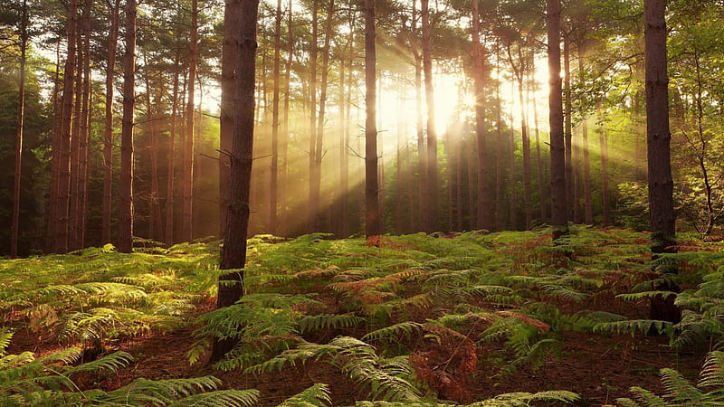 woods in sunshine at broxbourne england, forest, sun rays, ferns, trunks, HD wallpaper