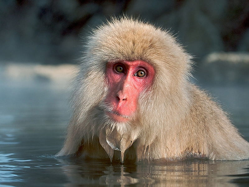 Japanese Macaque, monkey, macague, japan, old world monkey, HD wallpaper