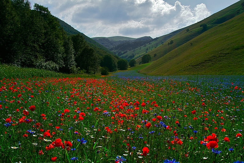 River of flowers, wonderful, poppies, bonito, magic, sky, clouds, flowers, peaceful, nature, river, field, mointains, HD wallpaper