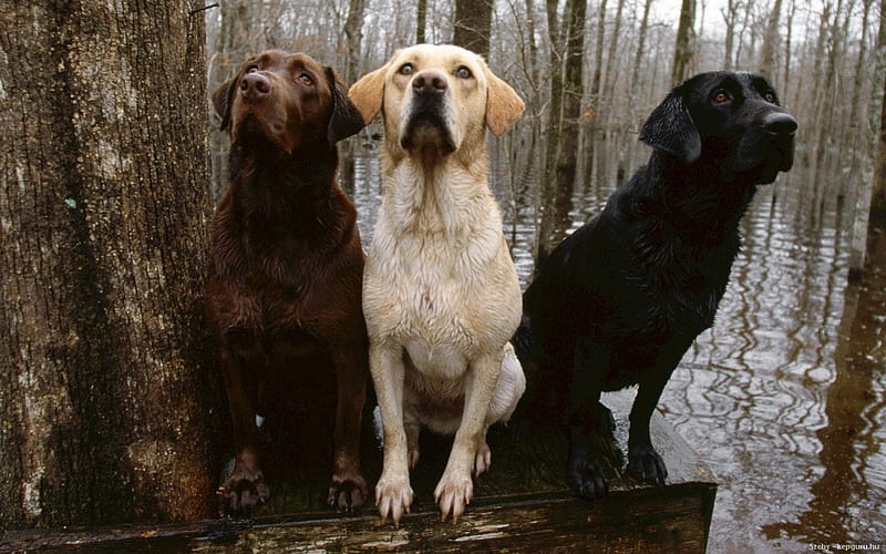 ONE OF EACH PLEASE, hunting dogs, forest, retriever, labrador, pets, animals, dogs, HD wallpaper