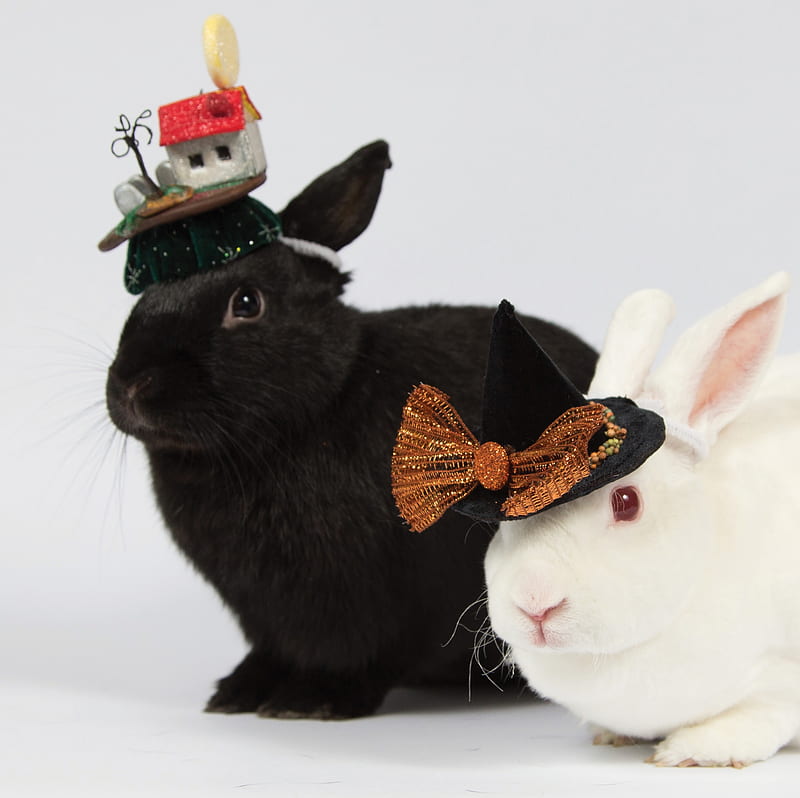 Which bunny is the witch?, witch, rabbit, halloween, iepuras, black, easter, bow, animal, hat, cute, bunny, rodent, white, couple, HD wallpaper
