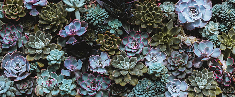 succulents, plant, domestic plant, HD wallpaper