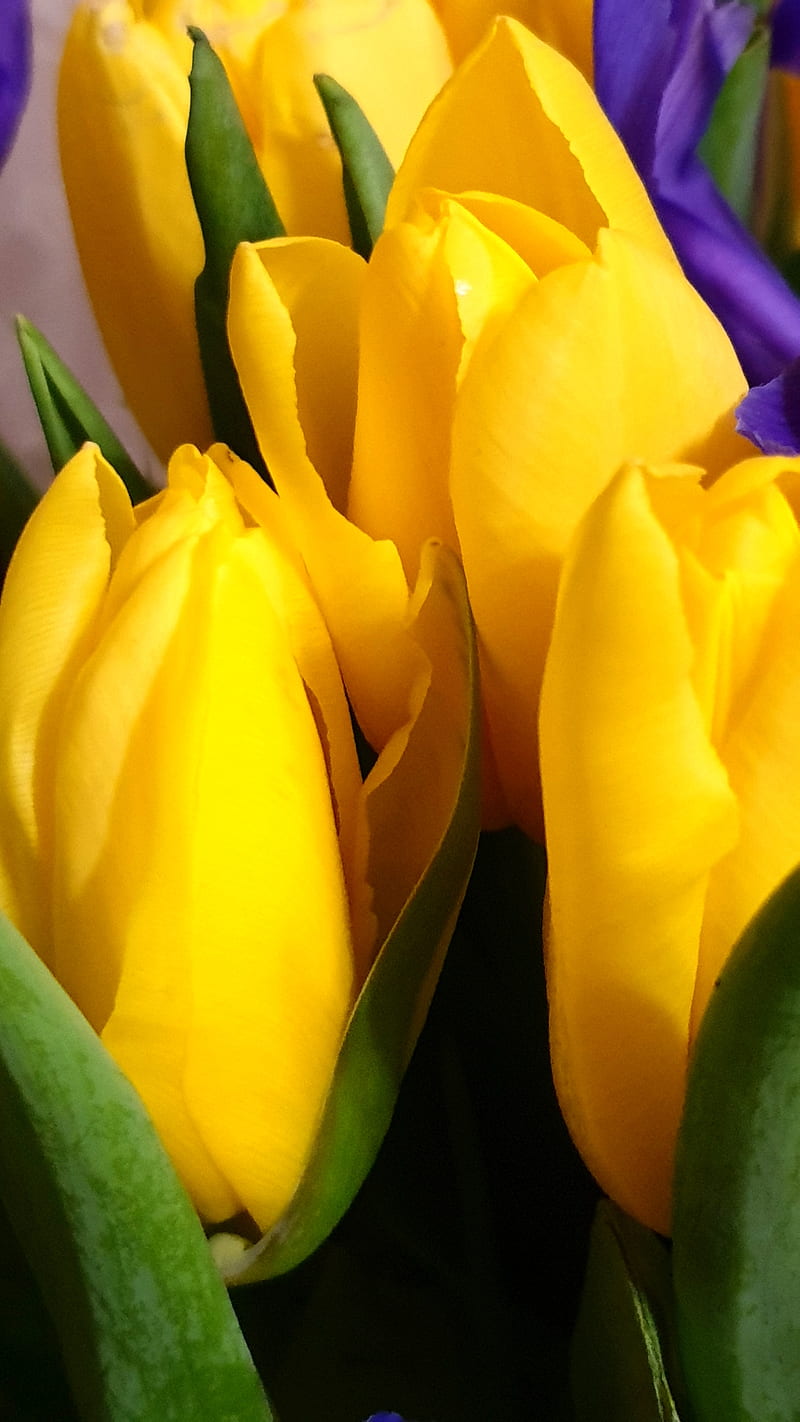 Yellow tulips, Flowers, cozy, green, kor4_lives, leaf, march, nature ...