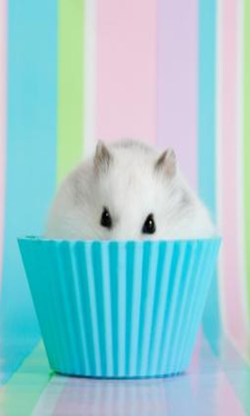Hamster Muffin, other, HD phone wallpaper