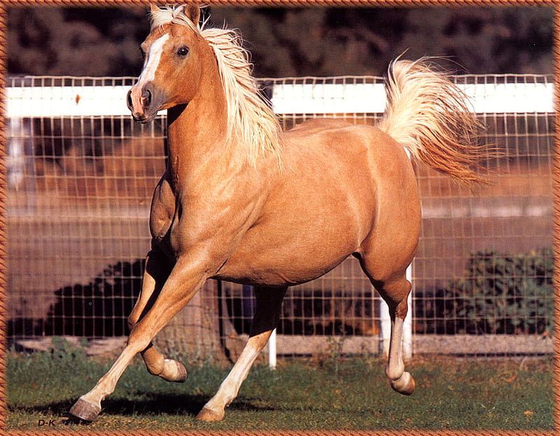 Palomino Horse, trotting, pretty, palominos, horses, HD wallpaper