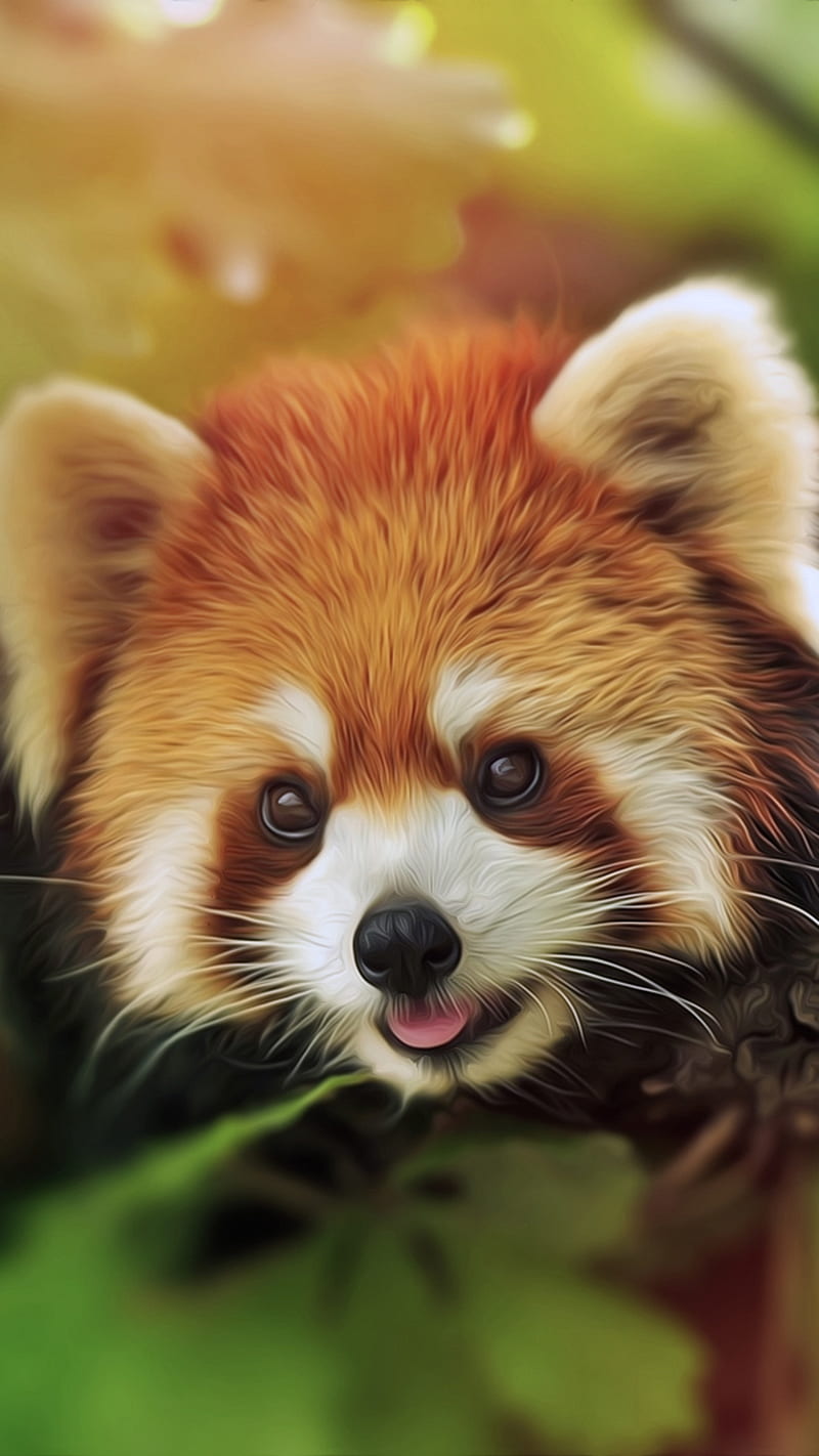 Red panda, animal, cute, HD phone wallpaper