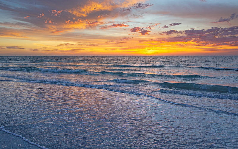 Sundown over Sea, beach, sunset, seagull, sea, clouds, HD wallpaper ...