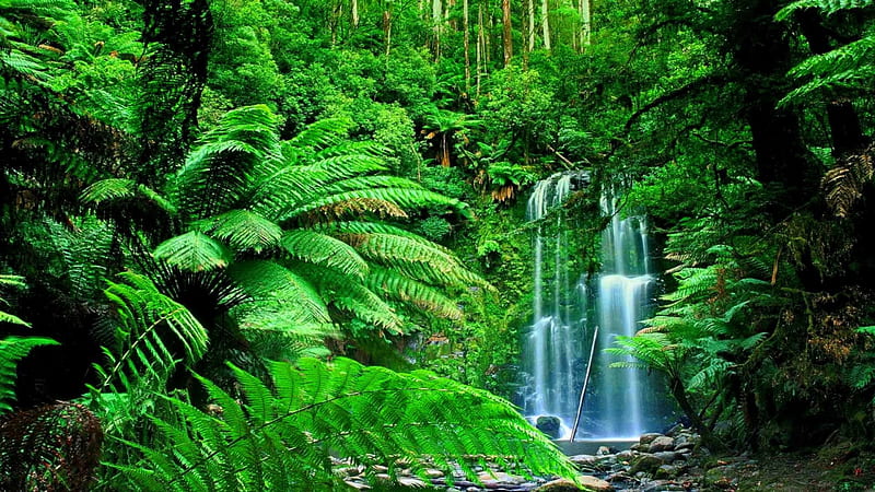 Exotic waterfall, forest, fall, lovely, greenery, bonito, trees, leaves, plants, waterfall, HD wallpaper
