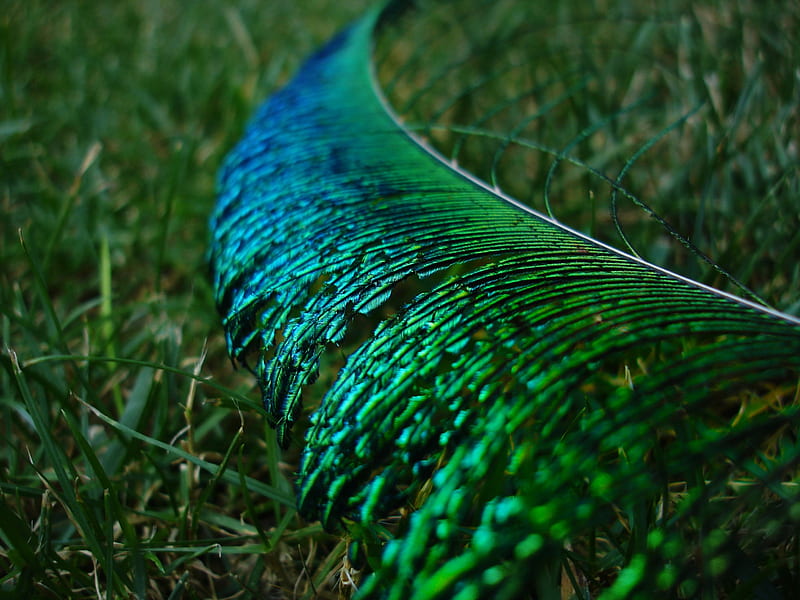 Peacock feather, green, grass, feather, texture, peacock, blue, HD wallpaper