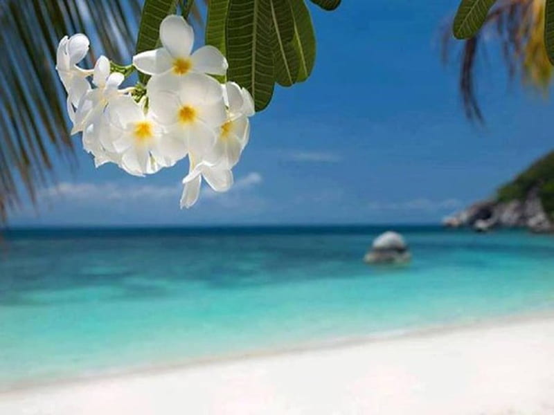Blooming Frangipani, Frangipani, Sand, White, beach, Flowers, HD wallpaper