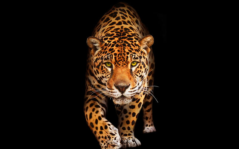 jaguar, predators, black background, HD wallpaper
