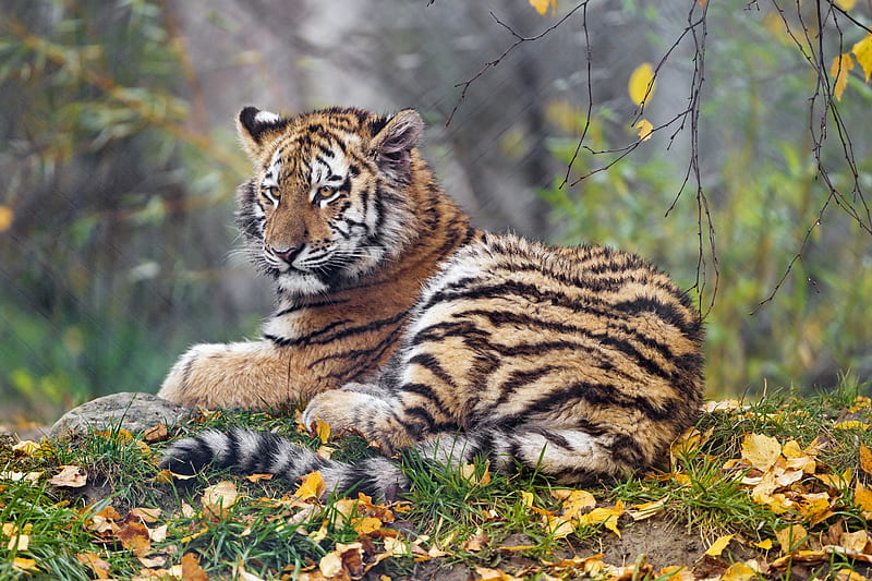 tigress, paw, big cat, predator, HD wallpaper