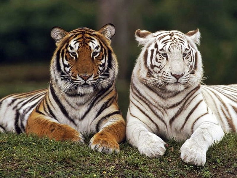 Tiger couple, white, grass, striped, together, HD wallpaper