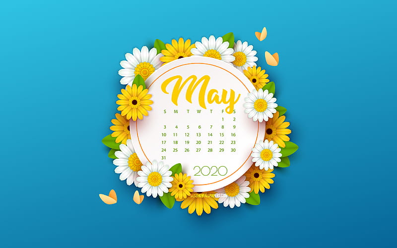 2020 May Calendar, blue background with flowers, spring blue background, 2020 spring calendars, May, flowers spring background, May 2020 Calendar, HD wallpaper